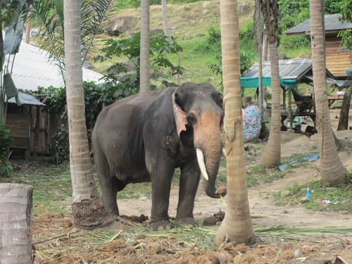 Elefant im Camp