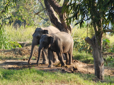 Elefantendamen unterwegs Foto: © Niki Vogt / pixelio.de