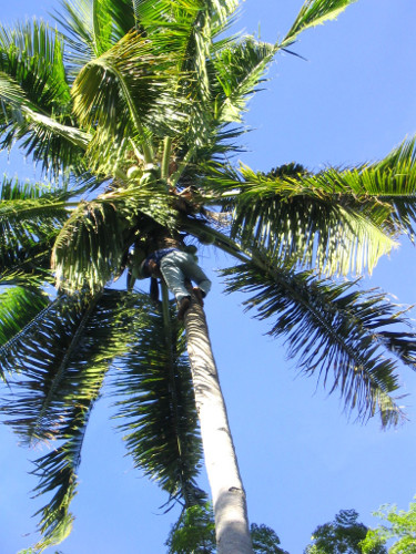 Die Kokospalme und ihre unverwechselbaren Früchte